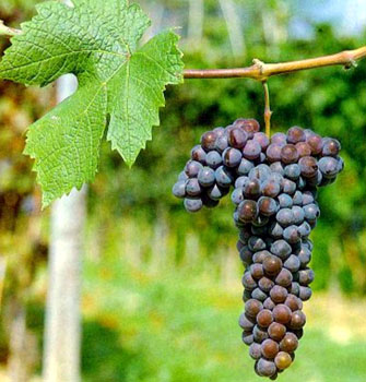 grignolino grapes - Fringe Wine Blog