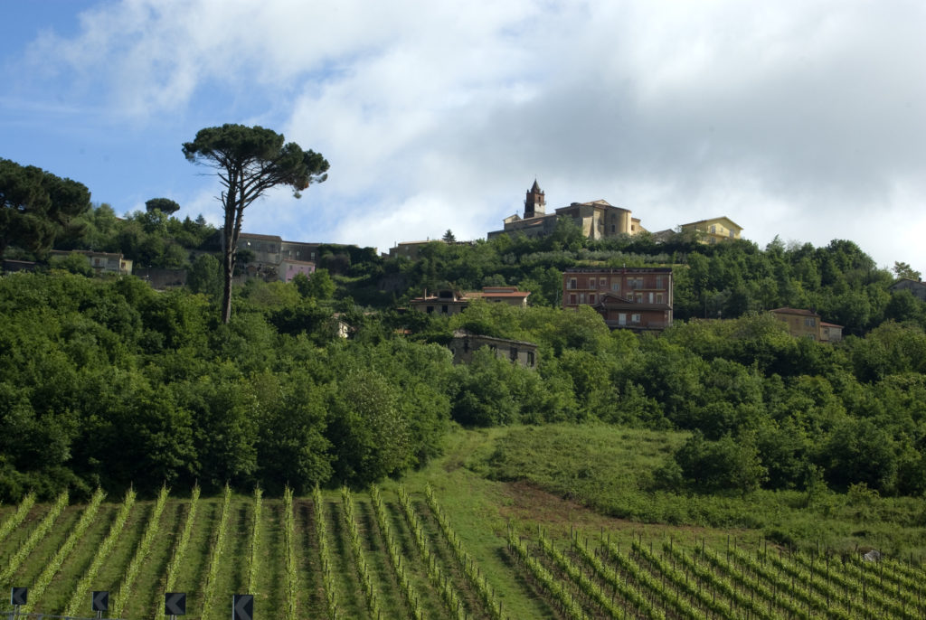 Fiano vineyard at Montefalcione, province of Avellino, Campania (Fiano di Avellino DOCG)