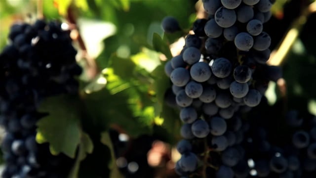 vimeo placeholder image